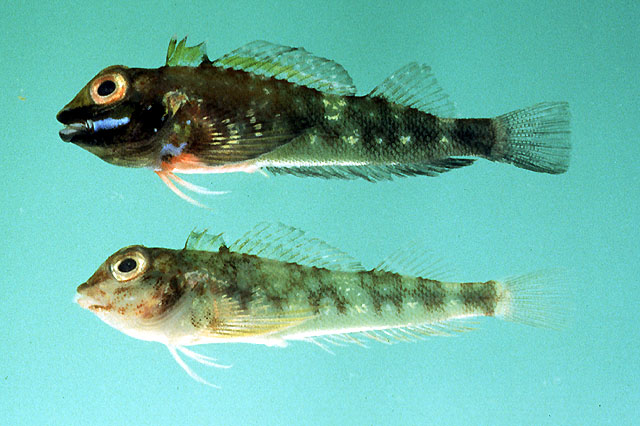 Helcogramma obtusirostris (Klunzinger, 1871)